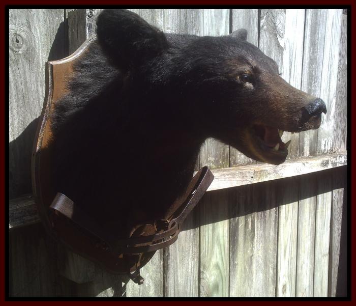 Black Bear Head Mount And Trap For Sale at GunAuction.com - 8584744